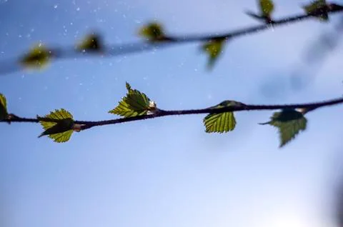 Natural background Stock Photos