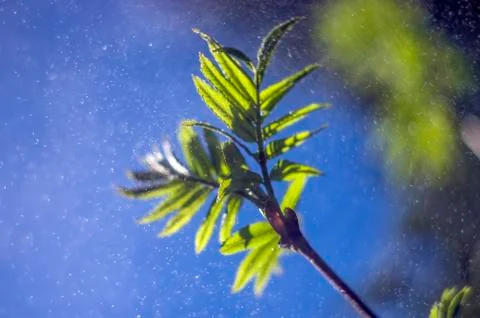 Natural background Stock Photos