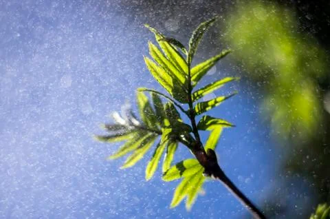 Natural background Stock Photos