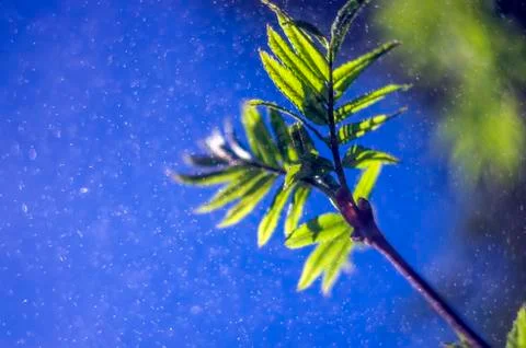 Natural background Stock Photos