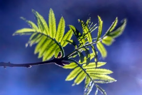 Natural background Foto stock