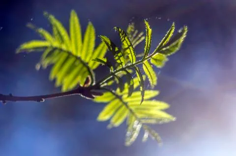 Natural background Stock Photos