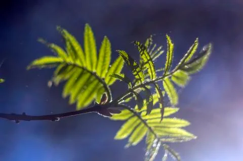 Natural background Stock Photos