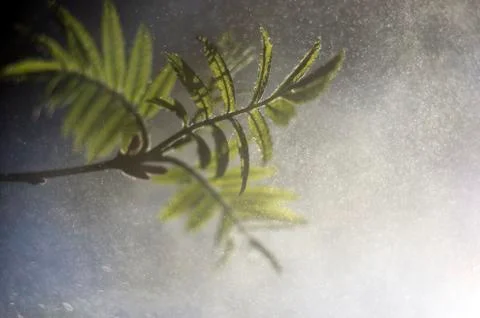 Natural background Stock Photos