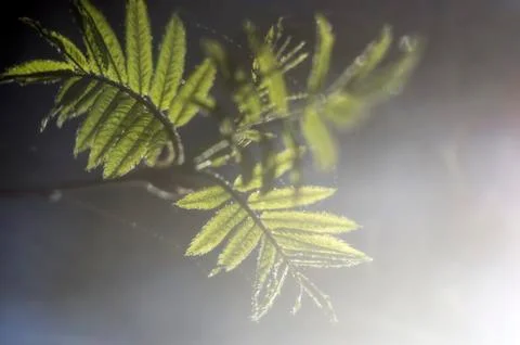 Natural background Stock Photos