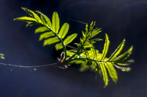 Natural background Stock Photos