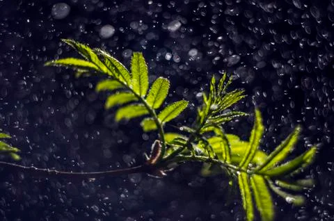 Natural background Stock Photos