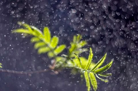 Natural background Stock Photos