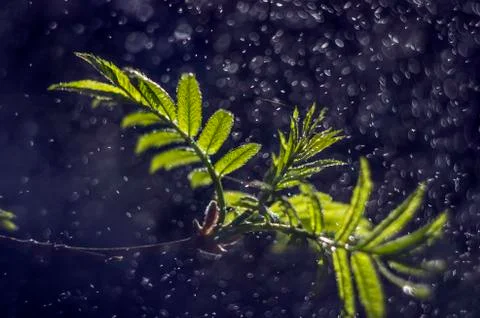 Natural background Stock Photos