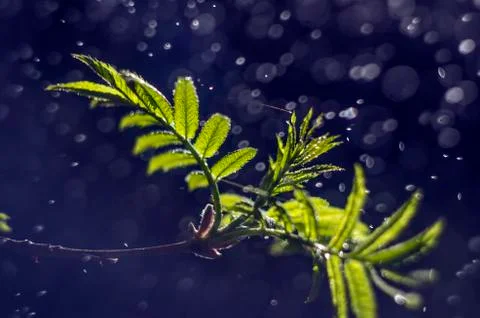 Natural background Stock Photos