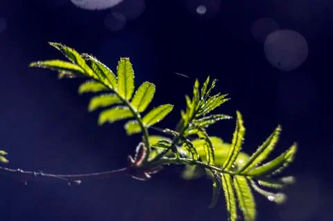 Natural background Stock Photos