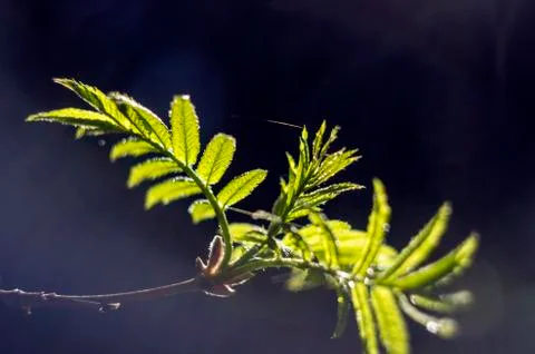 Natural background Stock Photos