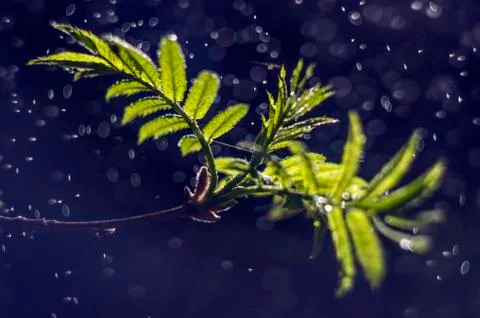 Natural background Stock Photos