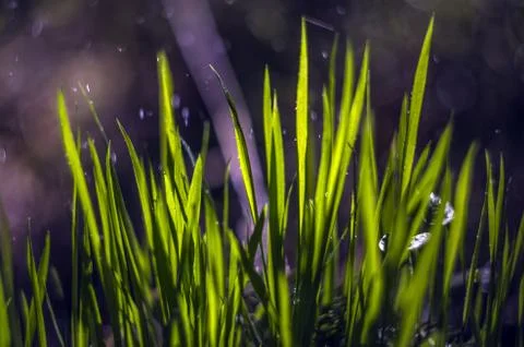 Natural background Stock Photos