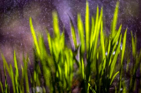 Natural background Stock Photos