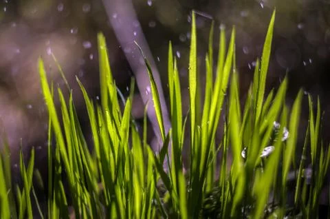 Natural background Stock Photos