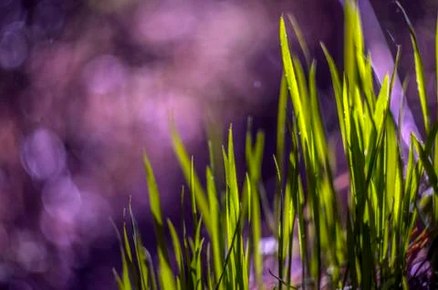 Natural background Stock Photos