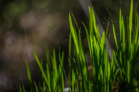 Natural background Stock Photos