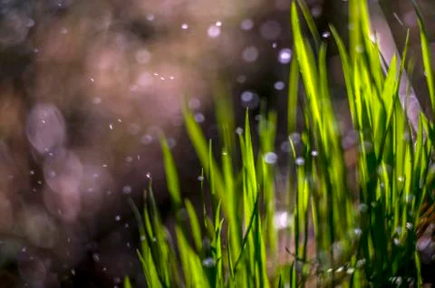 Natural background Stock Photos