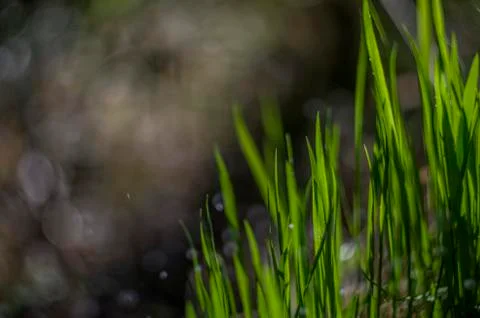 Natural background Foto stock