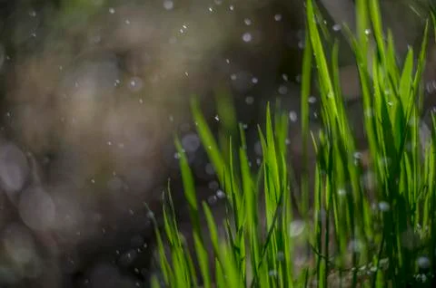 Natural background Stock Photos