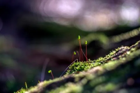 Natural background Stock Photos
