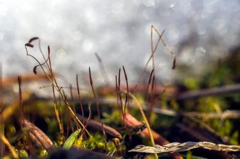 Natural background Stock Photos