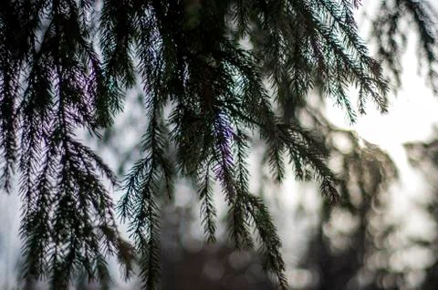 Natural background Stock Photos