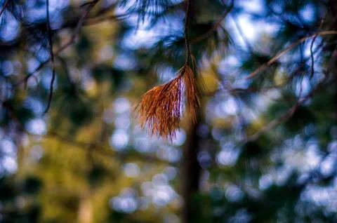 Natural background Foto stock