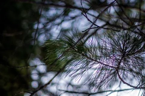 Natural background Stock Photos