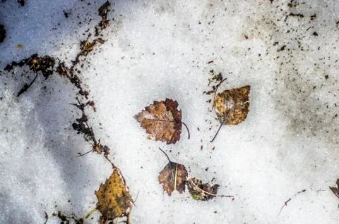 Natural background Stock Photos