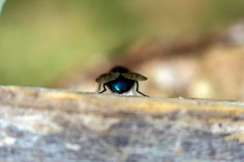 Natural background Stock Photos