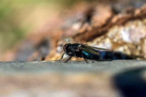 Natural background Stock Photos