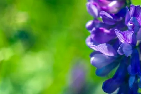 Natural background Stock Photos