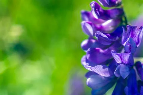 Natural background Stock Photos