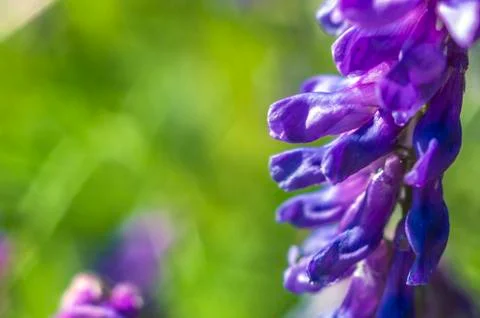 Natural background Stock Photos