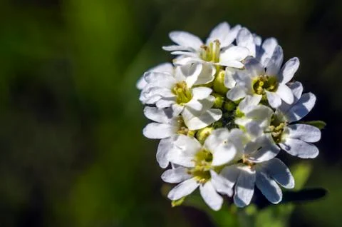 Natural background Stock Photos