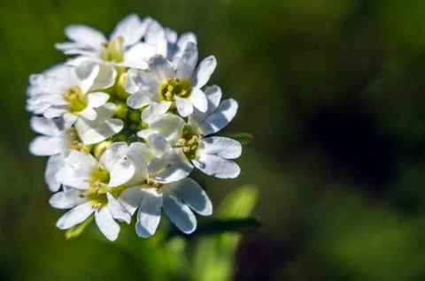 Natural background Stock Photos