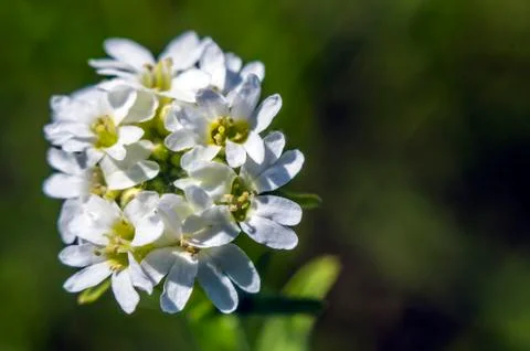 Natural background Stock Photos