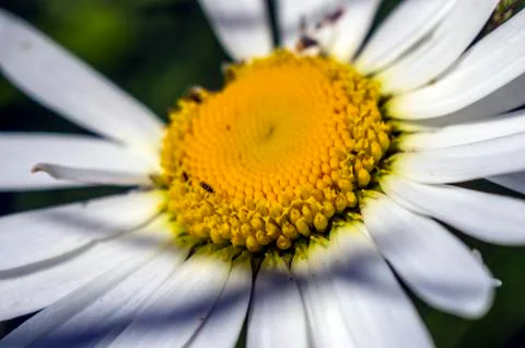 Natural background Stock Photos