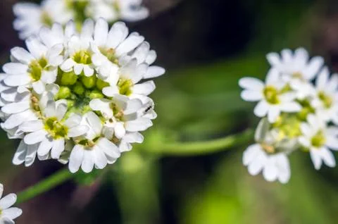 Natural background Stock Photos