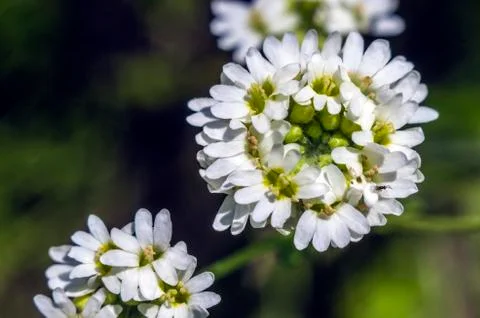 Natural background Stock Photos