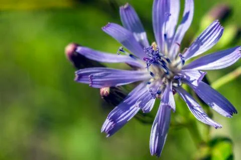 Natural background Stock Photos