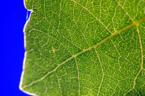 Natural background Stock Photos