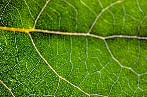 Natural background Stock Photos