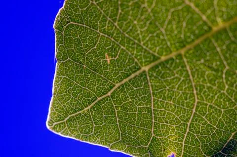 Natural background Stock Photos