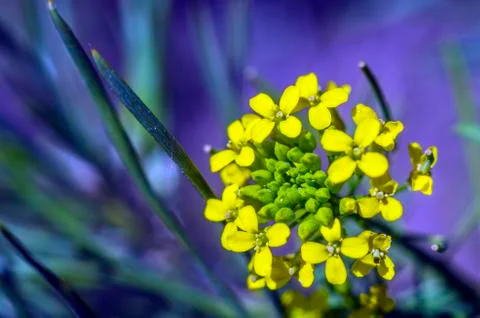 Natural background Stock Photos