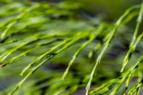 Natural background Stock Photos