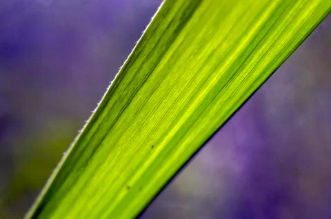 Natural background Stock Photos