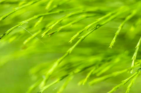 Natural background Foto stock
